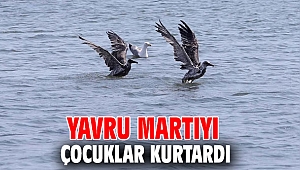 Çocuklar yavru martıyı kurtardı!