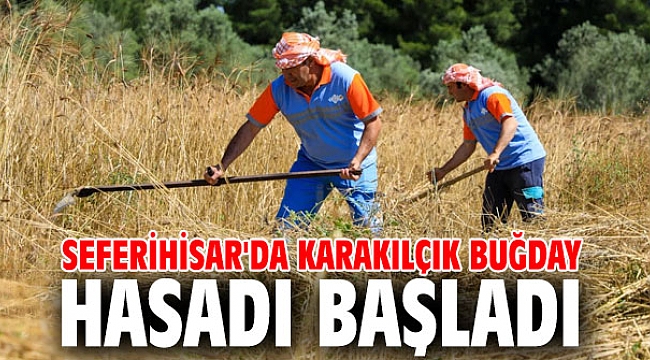Karakılçık Buğday hasadı başladı