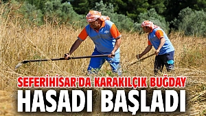 Karakılçık Buğday hasadı başladı