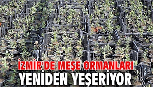 Meşe ormanları yeniden yeşeriyor