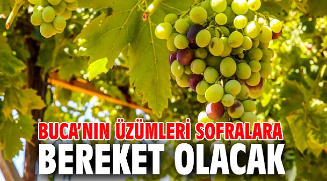Buca’nın üzümleri sofralara bereket olacak
