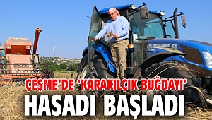 Çeşme’de ‘karakılçık buğdayı’ hasadı başladı