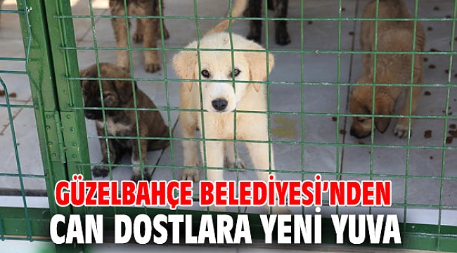 Güzelbahçe'de Can Dostlara Yeni Yuva