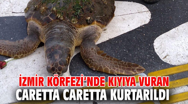 Kıyıya vuran caretta caretta kurtarıldı