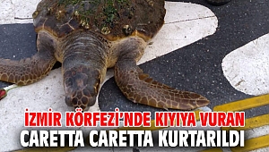 Kıyıya vuran caretta caretta kurtarıldı