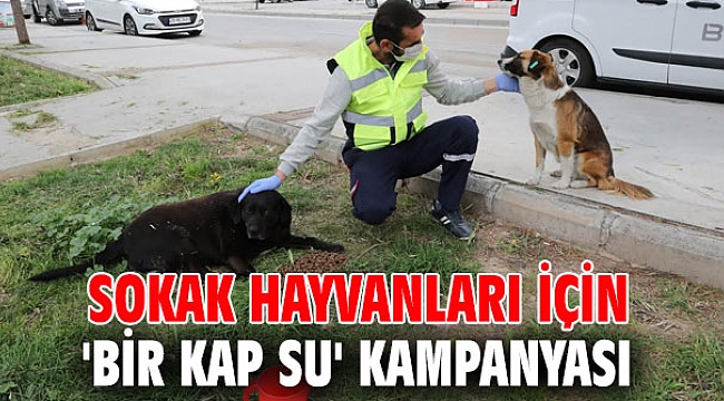 Sokak hayvanları için 'bir kap su' kampanyası