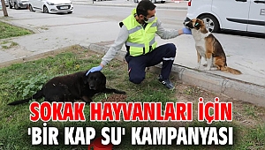 Sokak hayvanları için 'bir kap su' kampanyası