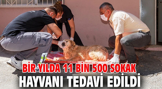 Sokak hayvanlarına acil müdahale aracı beşe çıkarıldı