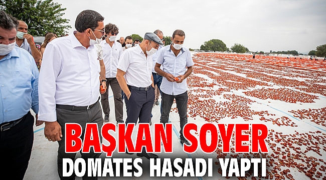 Başkan Soyer domates hasadı yaptı
