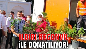 Çeşme Ildırı begonvil ile donatılıyor!
