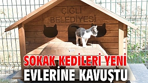 Çiğli'de sokak kedileri yeni evlerine kavuştu