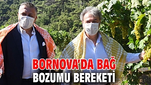 Bornova’da bağ bozumu bereketi