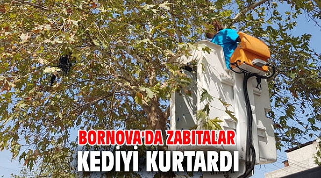Bornova'da zabıtalar kediyi kurtardı