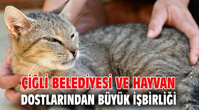 Çiğli Belediyesi ve Hayvan Dostlarından Büyük İşbirliği