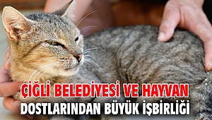 Çiğli Belediyesi ve Hayvan Dostlarından Büyük İşbirliği 