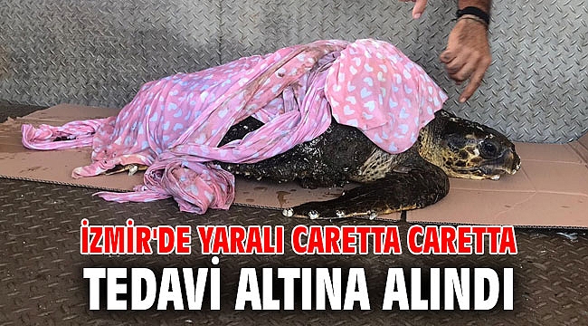 İzmir'de yaralı caretta caretta tedavi altına alındı