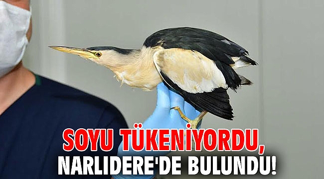 Soyu tükeniyordu, Narlıdere'de bulundu!