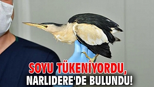 Soyu tükeniyordu, Narlıdere'de bulundu!