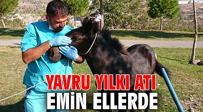 Yavru yılkı atı kurtarıldı