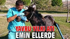 Yavru yılkı atı kurtarıldı