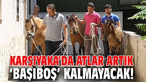 Atlar artık ‘başıboş’ kalmayacak!