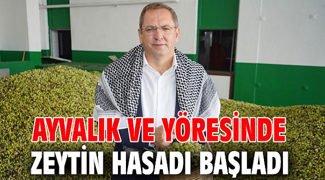 Ayvalık ve yöresinde zeytin hasadı başladı