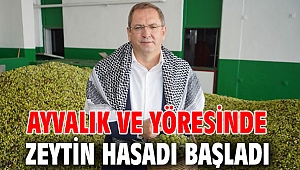 Ayvalık ve yöresinde zeytin hasadı başladı