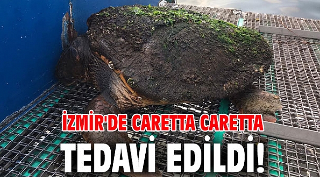 İzmir'de Caretta caretta tedavi edildi!