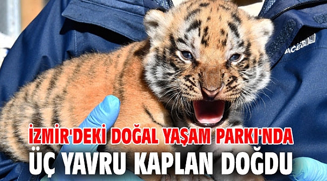 İzmir'deki Doğal Yaşam Parkı'nda üç yavru kaplan doğdu