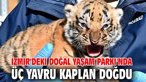 İzmir'deki Doğal Yaşam Parkı'nda üç yavru kaplan doğdu