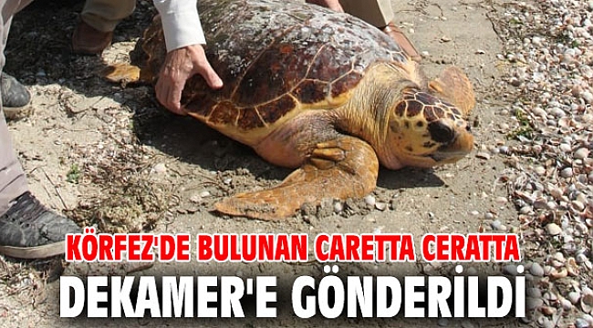 Körfez'de bulundu! DEKAMER'e gönderildi