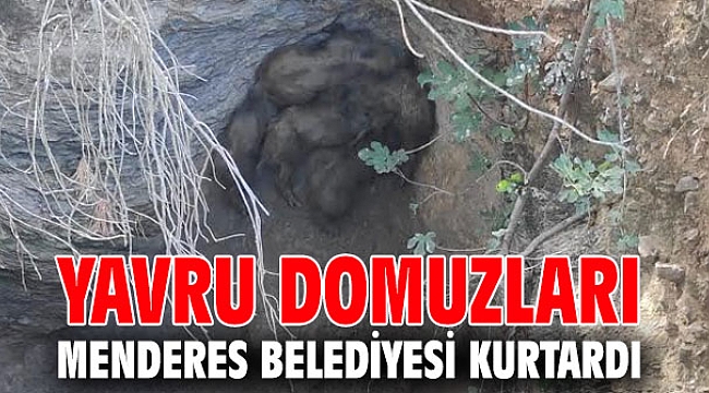 Yavru Domuzları Menderes Belediyesi Kurtardı