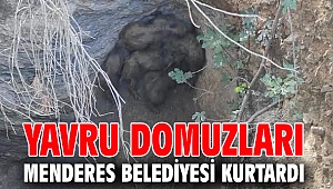 Yavru Domuzları Menderes Belediyesi Kurtardı