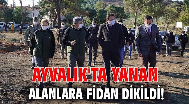 Ayvalık'ta yanan alanlara fidan dikildi!