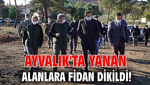Ayvalık'ta yanan alanlara fidan dikildi!
