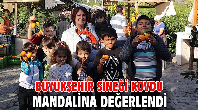 Büyükşehir sineği kovdu, mandalina değerlendi