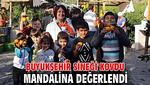 Büyükşehir sineği kovdu, mandalina değerlendi