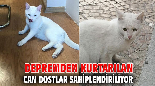 Depremden kurtarılan can dostlar sahiplendiriliyor