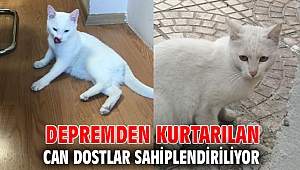 Depremden kurtarılan can dostlar sahiplendiriliyor