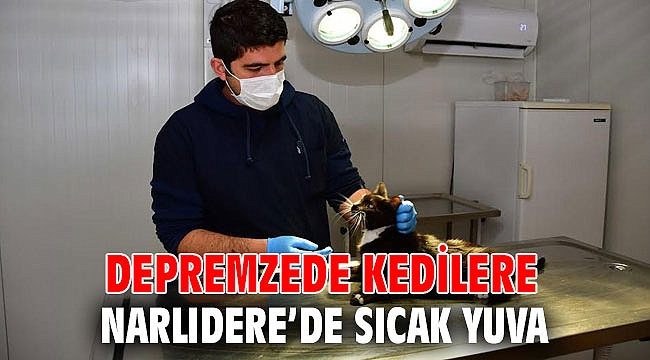 Depremzede kedilere Narlıdere’de sıcak yuva
