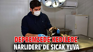 Depremzede kedilere Narlıdere’de sıcak yuva