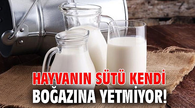 Hayvanın sütü kendi boğazına yetmiyor!