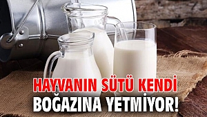Hayvanın sütü kendi boğazına yetmiyor!