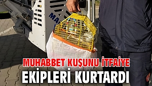 Muhabbet kuşunu itfaiye ekipleri kurtardı
