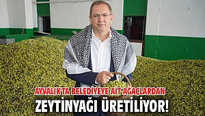 Ayvalık'ta Belediyeye ait ağaçlardan zeytinyağı üretiliyor!