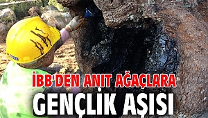 İBB'den anıt ağaçlara gençlik aşısı