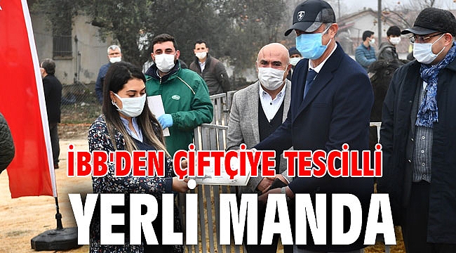 İBB'den çiftçiye tescilli yerli manda