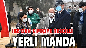 İBB'den çiftçiye tescilli yerli manda