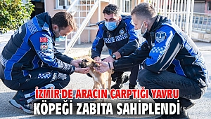 İzmir'de aracın çarptığı yavru köpeği zabıta sahiplendi
