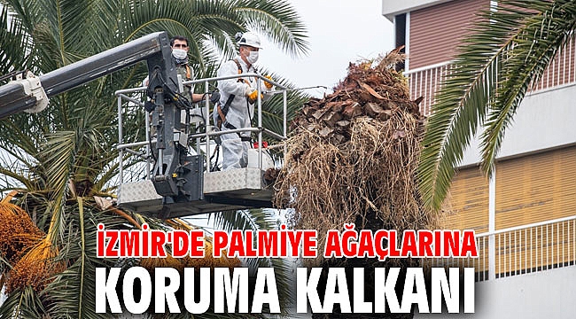 İzmir'de palmiye ağaçlarına koruma kalkanı